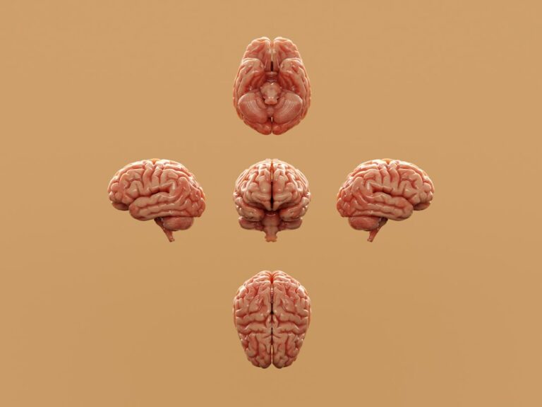 Explorez comment les émotions maternelles influencent le développement cérébral de l'enfant.